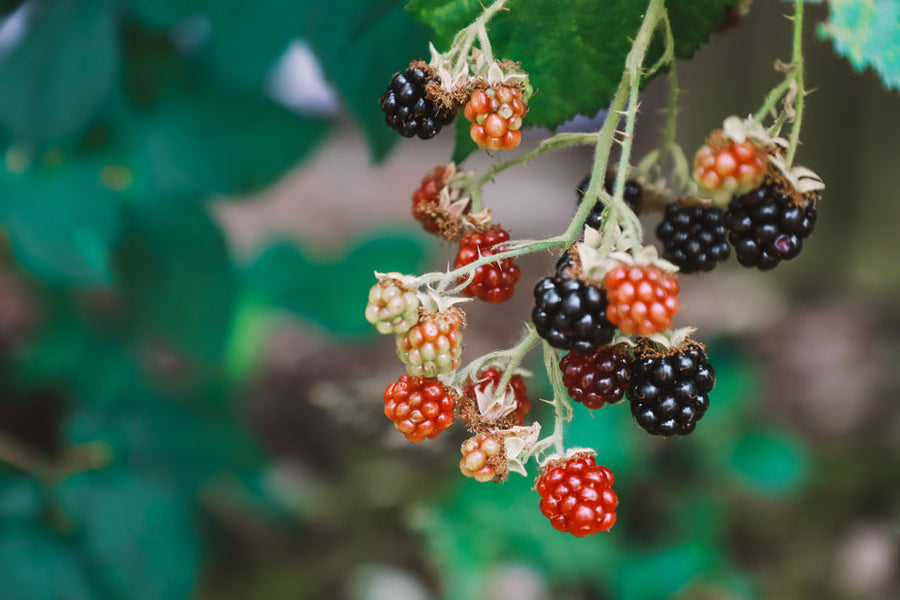 Wild Food for the Soul: The Benefits of Foraging